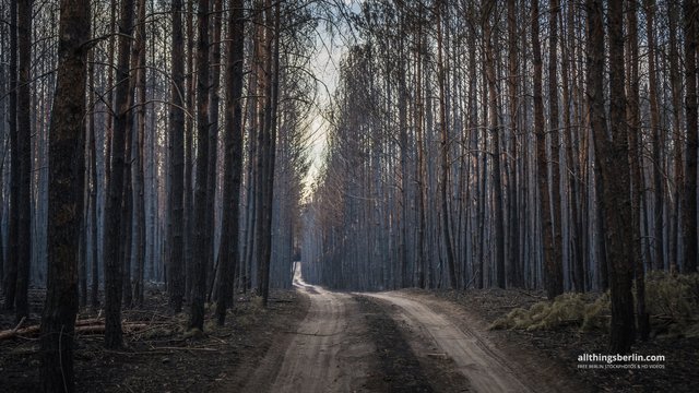 waldbrand-treuenbrietzen24.jpg