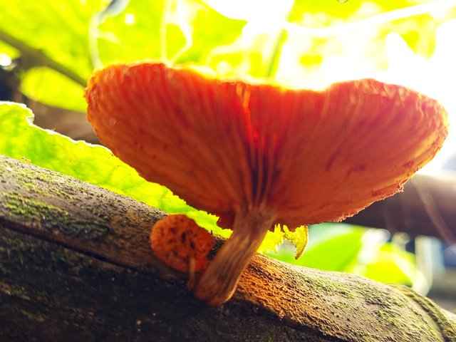 mashroom (2).jpg
