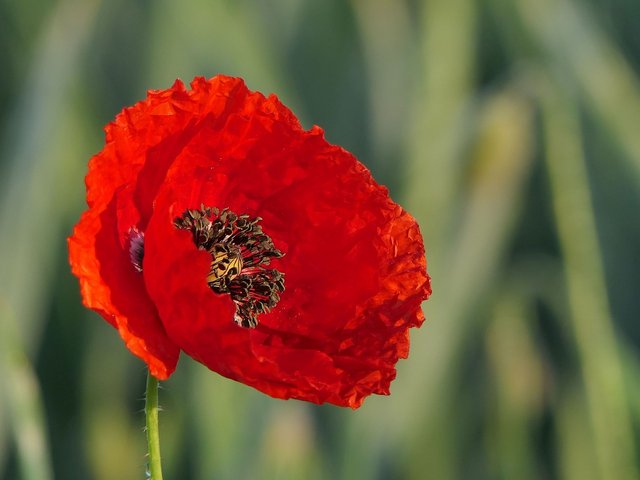 klatschmohn-3430058_1280.jpg