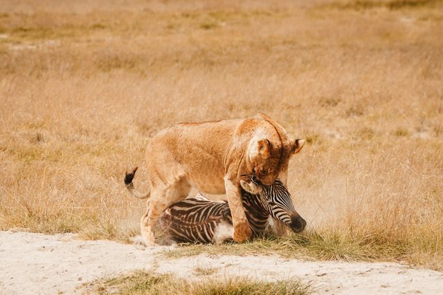 free-photo-of-a-lion-and-a-zebra-are-fighting-in-the-grass.jpg