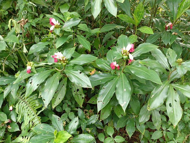 11 Costus phyllocephalus 2.jpg