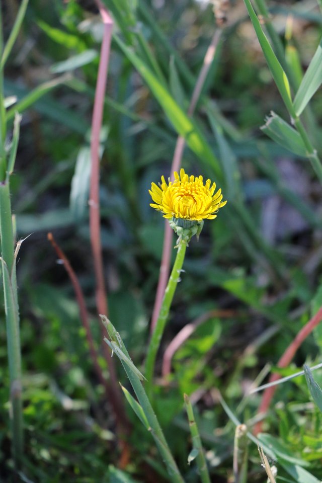 2E5A1669 Dandilion.jpg