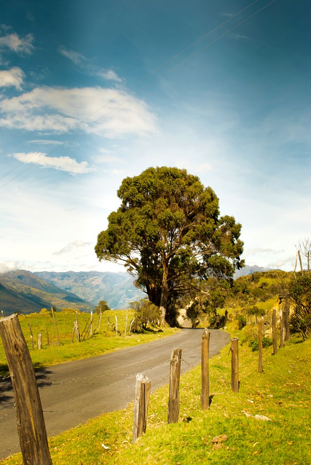 landscape with tree and mountain.jpg