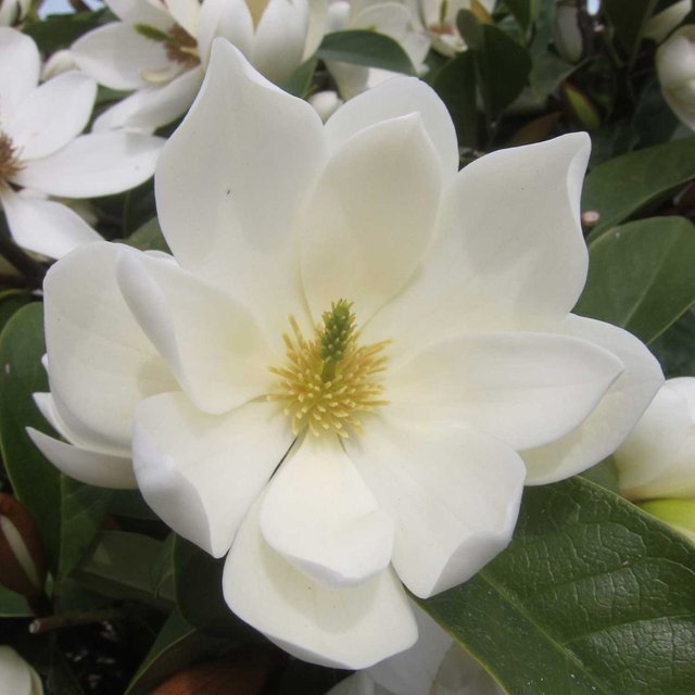 magnolia-fairy-cream.jpg