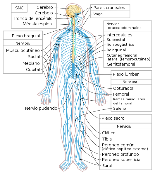 530px-Nervous_system_diagram-es_svg.png