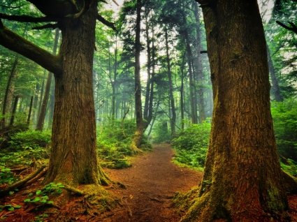 la_push_forest_wallpaper_landscape_nature_wallpaper_1004.jpg