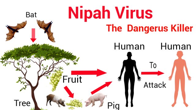 Nipah.jpg