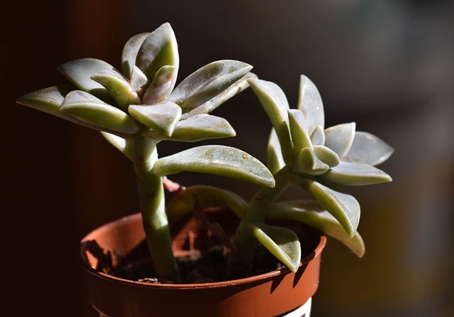 Graptoveria.jpg