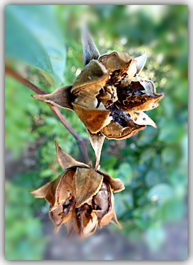 F Seed pods 2.jpg