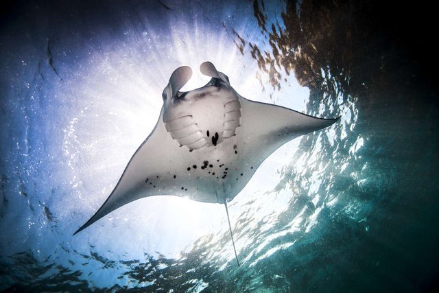 underwater-low-angle-view-of-manta-ray--manta-alfredi--feeding-at-ocean-surface--bali--indonesia-585285435-5c02d0f5c9e77c0001cddb86.jpg