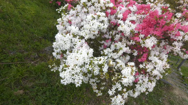 4rhododendron.png