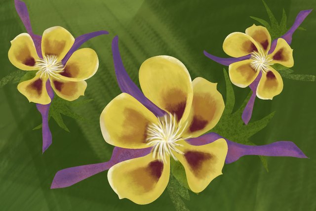 Yellow Columbine.jpg