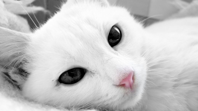 white-cat-11.jpg