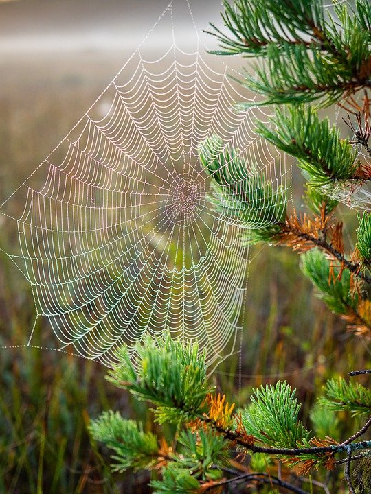 cobweb-4445324_960_720.jpg