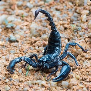 One-Clue-Crossword-Scorpion.jpg