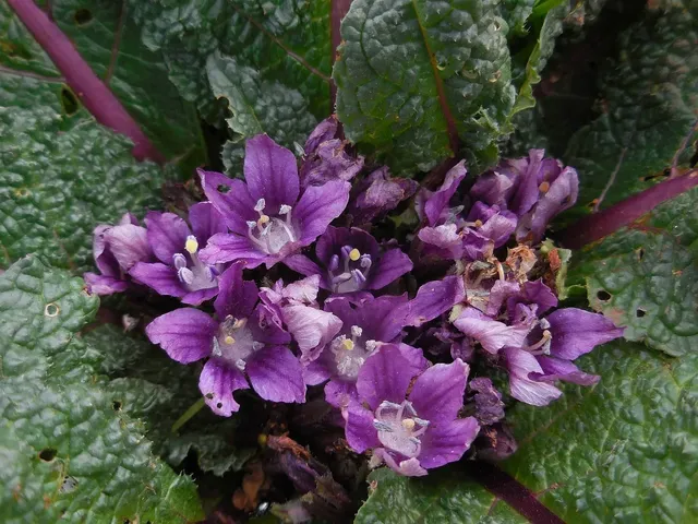 Mandragora officinarum 3, Alruin, Saxifraga-Ed Stikvoort - Copie.png