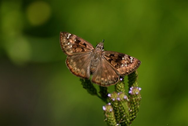butterfly 1-3.jpg