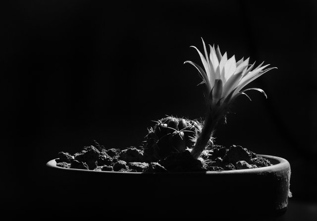 Lobivia Wrightiana silhouette bw.jpg