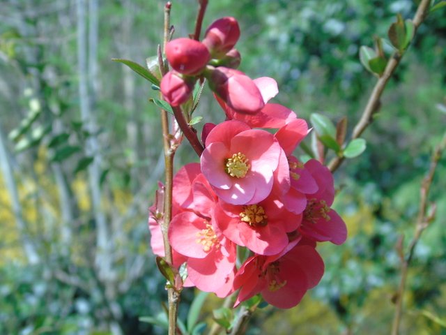 1photofleurs rouge (3).JPG