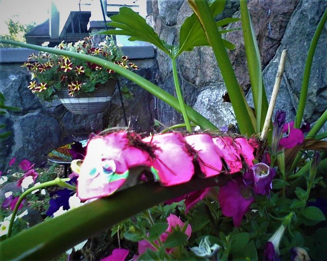 Photo06291958_1.jpg