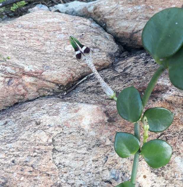 ceropegia radicans.jpg