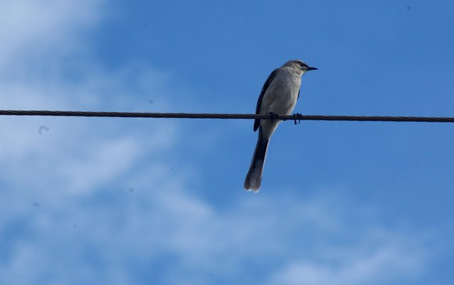 Pajaro en el alambre.jpg