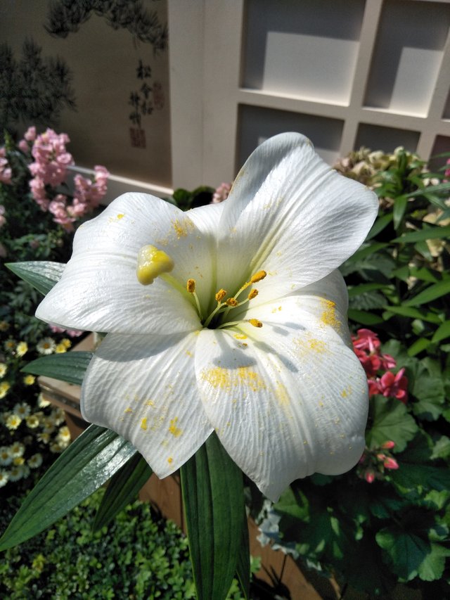 10 Lilium formosanum or Easter lily 2.jpg