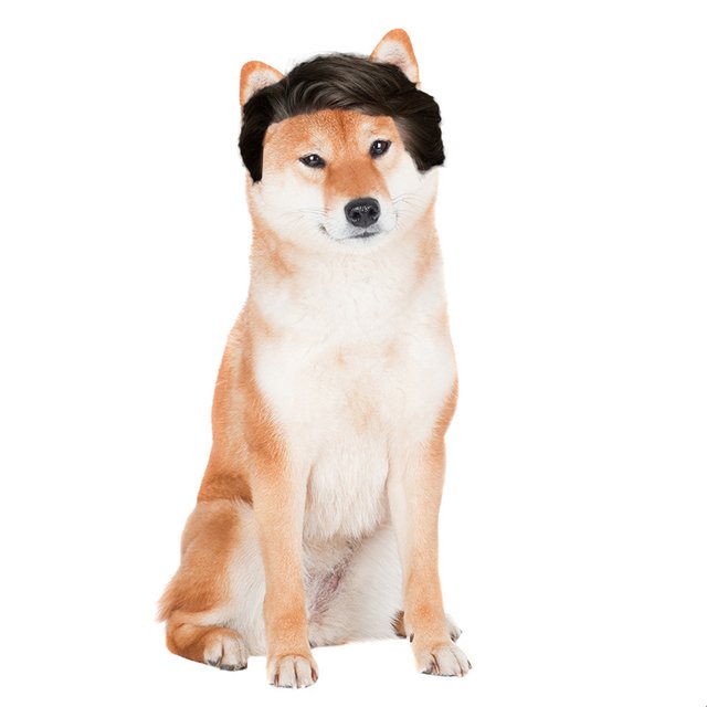 Shiba-Inu.jpg