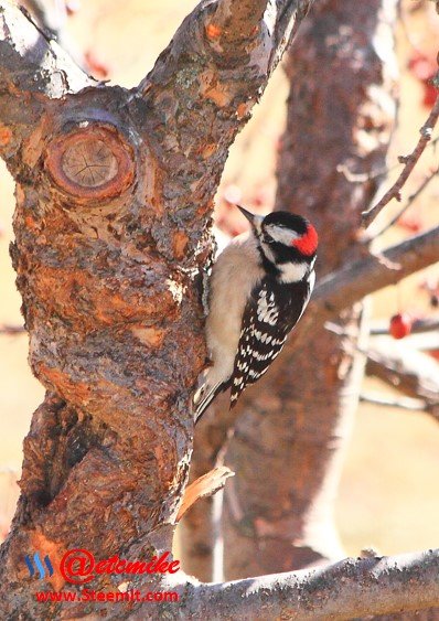 Downy Woodpecker PFW07.jpg