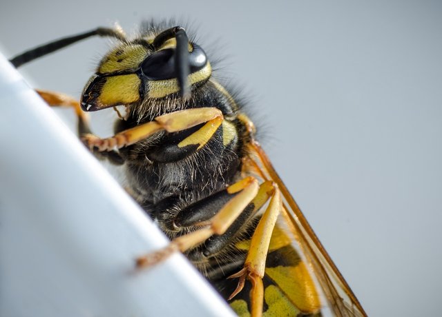 wasp-5024465_1280.jpg