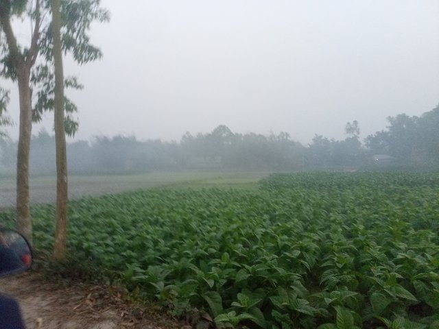 IMG20250308063802_01.jpg