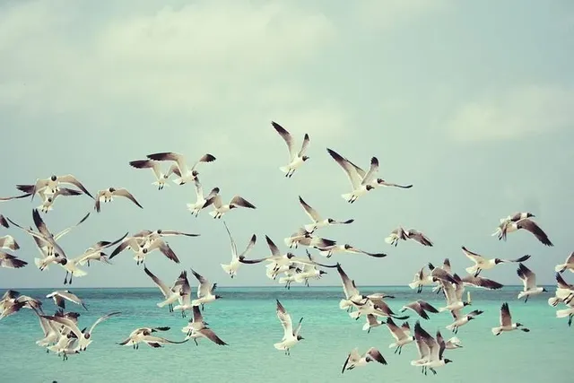 seagulls-815304__480.webp