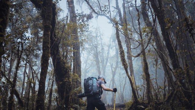 pendakian menuju gunung cikuray garut.jpg