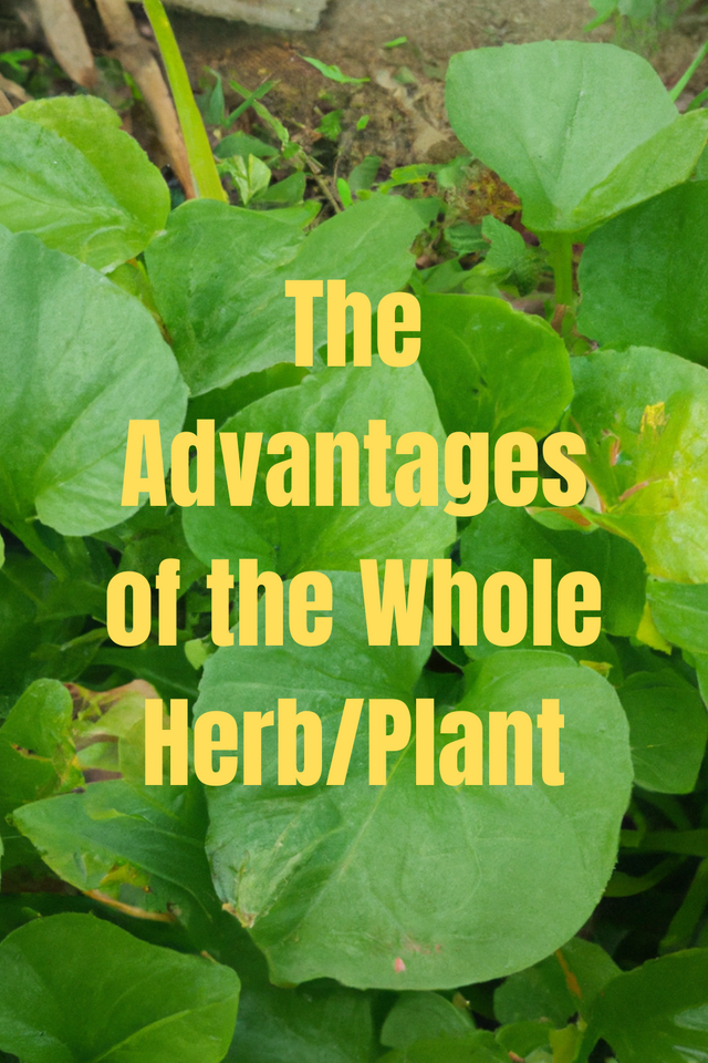 The Advantages of the Whole HerbPlant.png