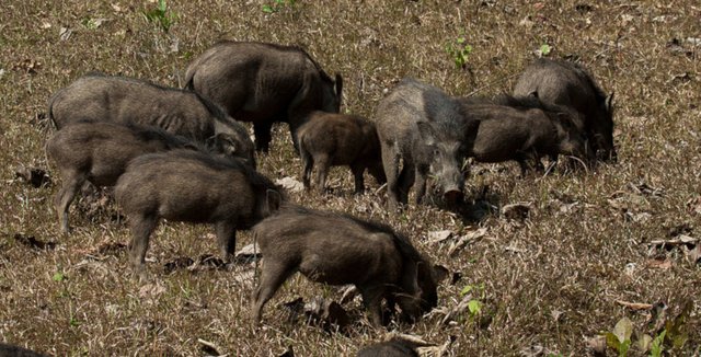 Wild_Boars_small.jpg