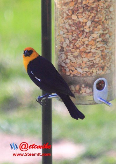 Yellow-headed Blackbird PFW19.jpg