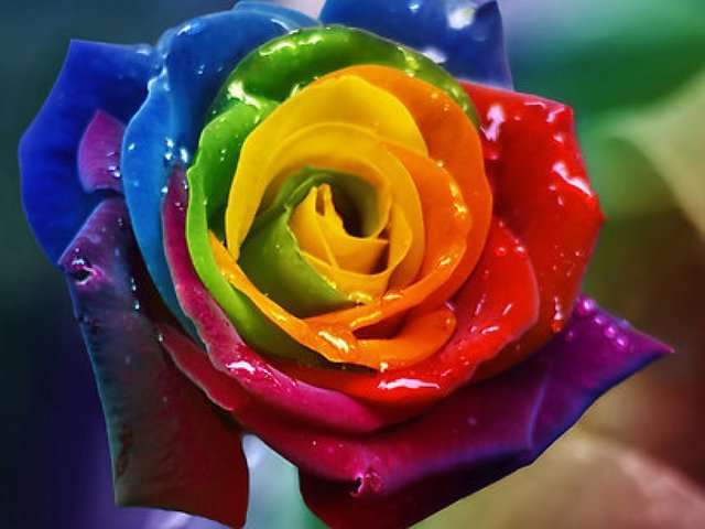 flower-beautiful-rainbow-rose-drops-colors-water-3d-wallpaper-free-download.jpg