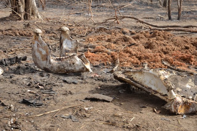 1.10 Elephant bones in Chad, Save-elephants.org.jpg