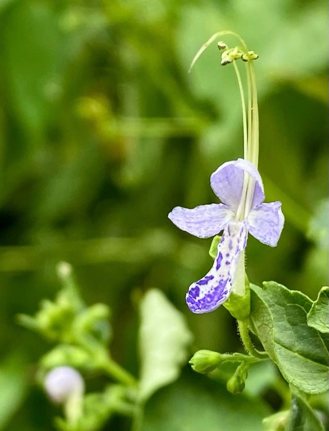 IMG_20250906_084010.jpg