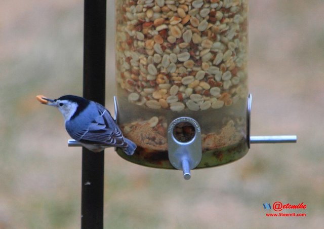 White-breasted Nuthatch IMG_0191.JPG