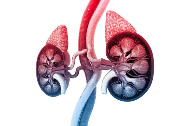 Figure on Adrenal Glands - Long covid and Adrenal Fatigue.jpg