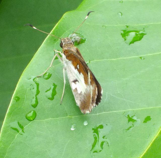 butterfly2 (2).jpg