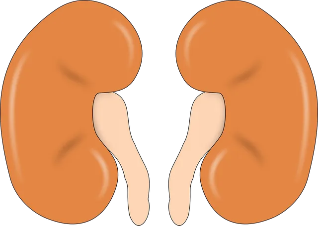 kidney-147499_1280.webp