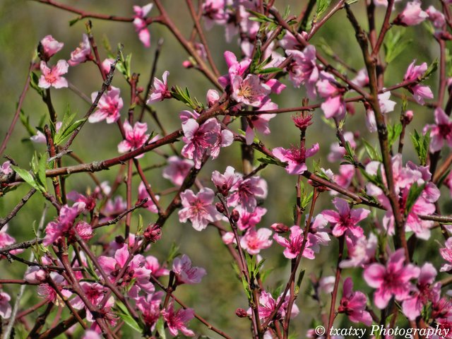 Flores de melocotón475.jpg