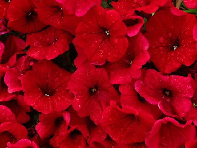 red-flowers-4.jpg