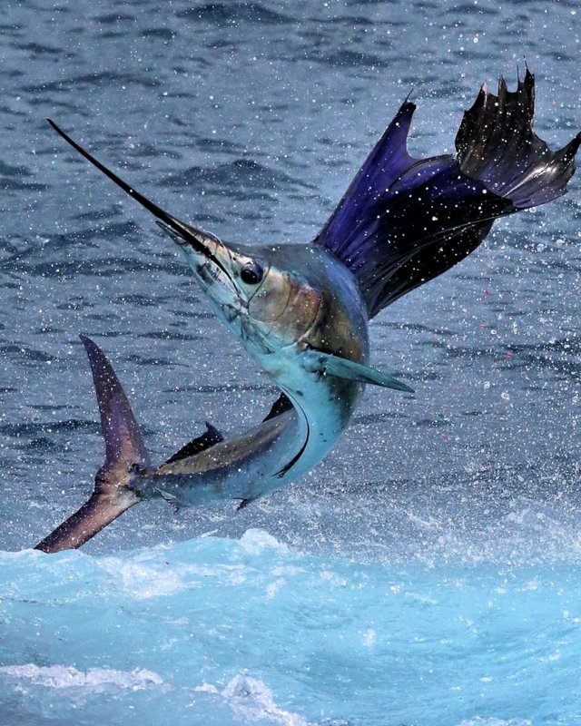 55-inch_Sailfish_Mount.jpg