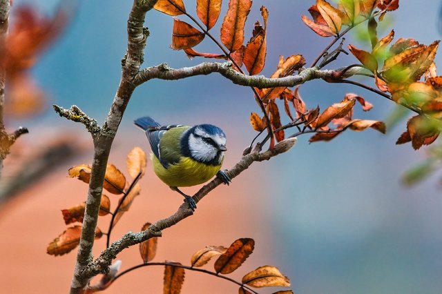 blue-tit-6908151_1280.jpg