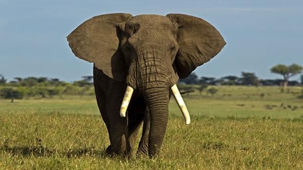 elefante-africano-kz7G--620x349@abc.jpg