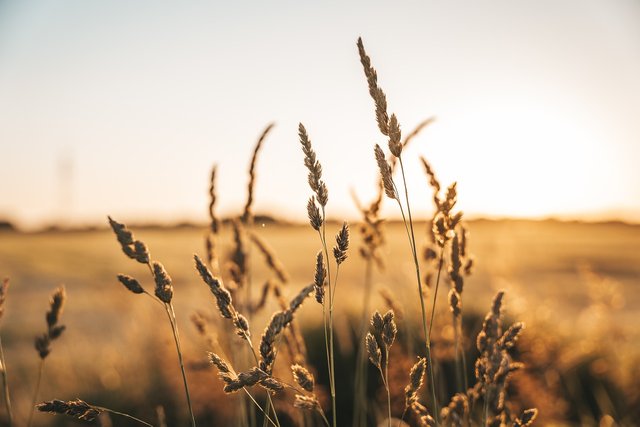 grain-7288138_1280.jpg