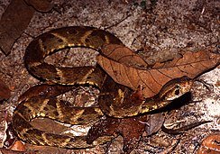 245px-Bothrops_atrox01.jpg